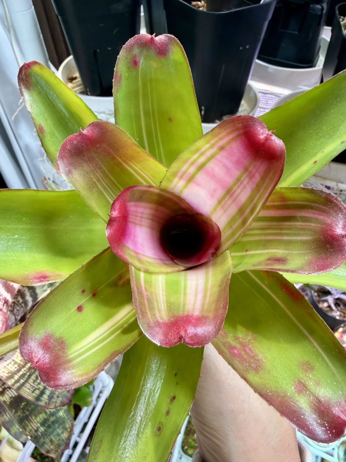 ネオレゲリア　サムサーラ