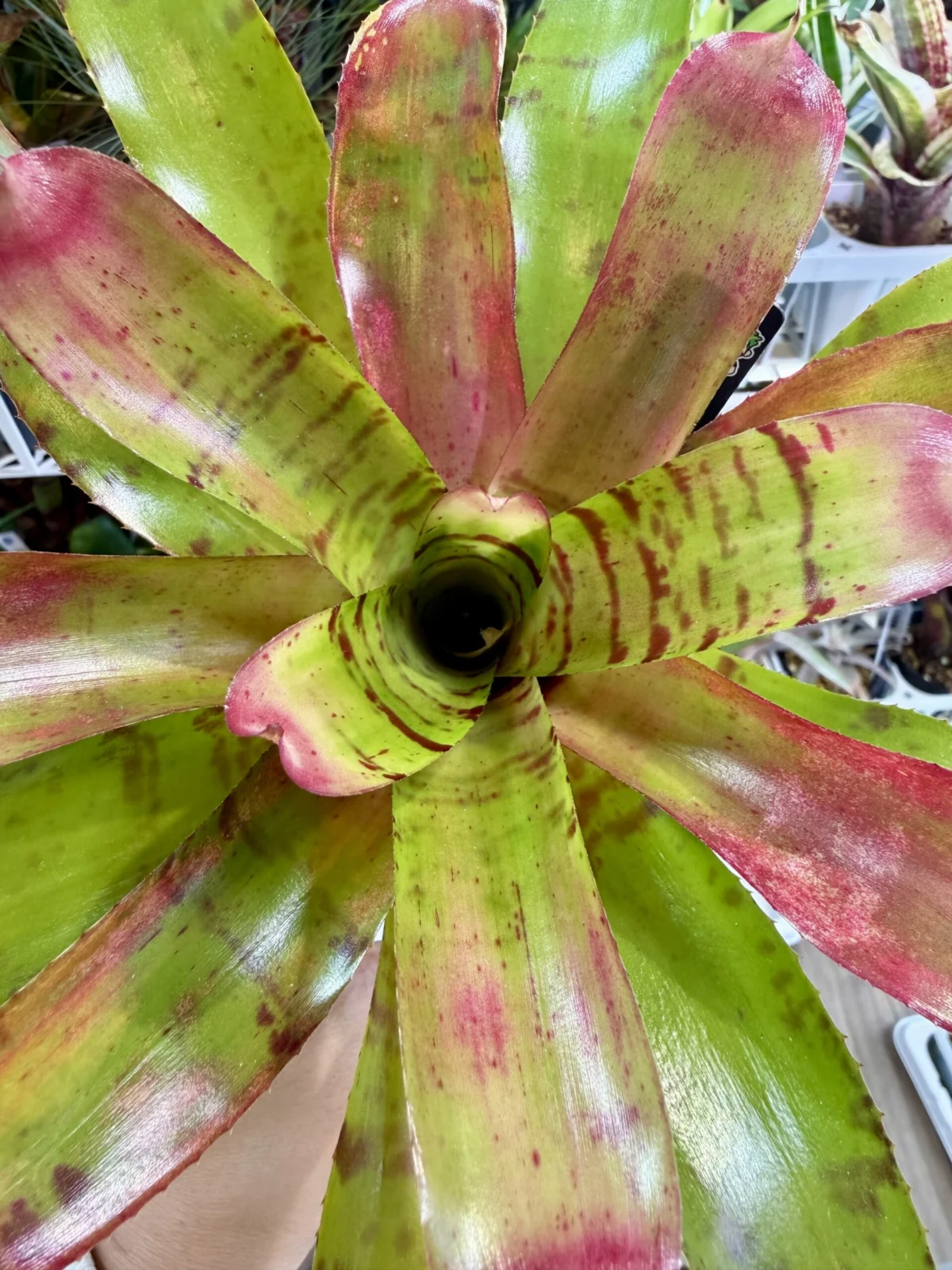 ネオレゲリア　タイガープラウン