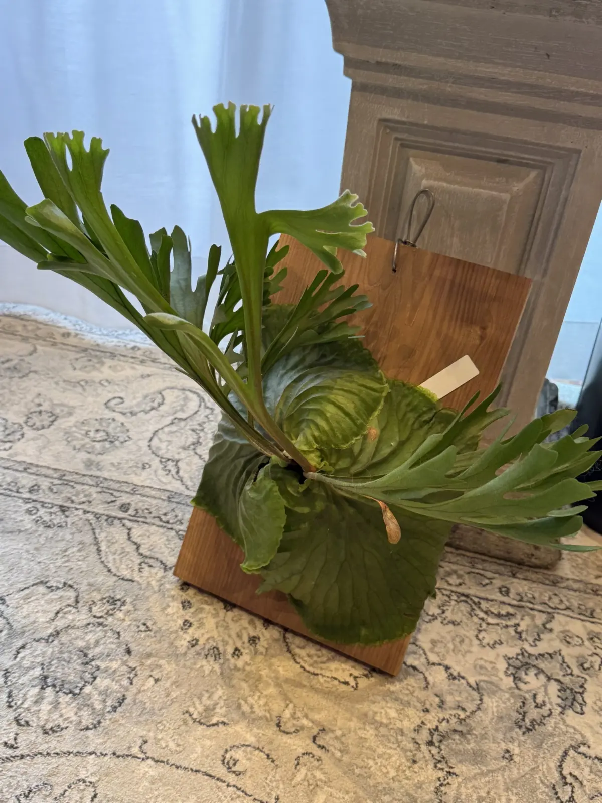 ビカクシダ　リドレイ