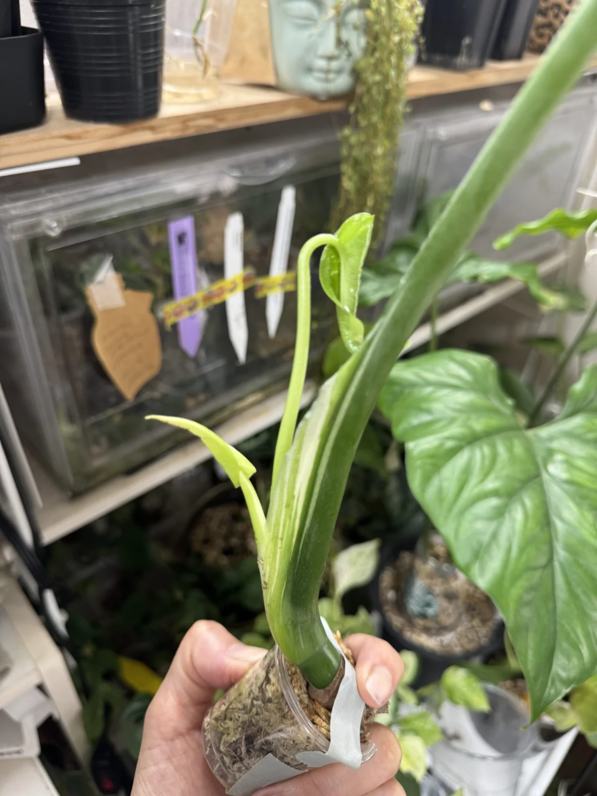 モンステラ　デリシオーサ　タイコンステレーション　新芽