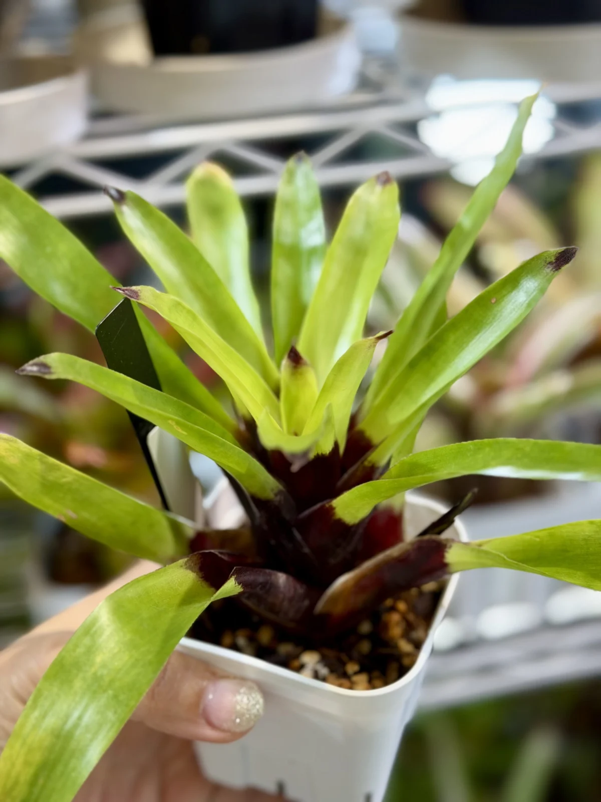 フリーセア　エリスロダクティロン