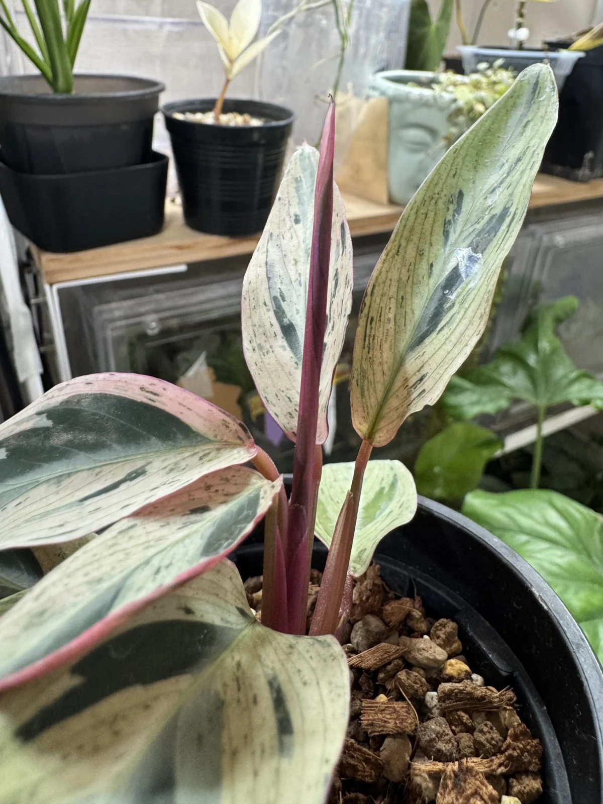 カラテア ストロマンテマルチカラー