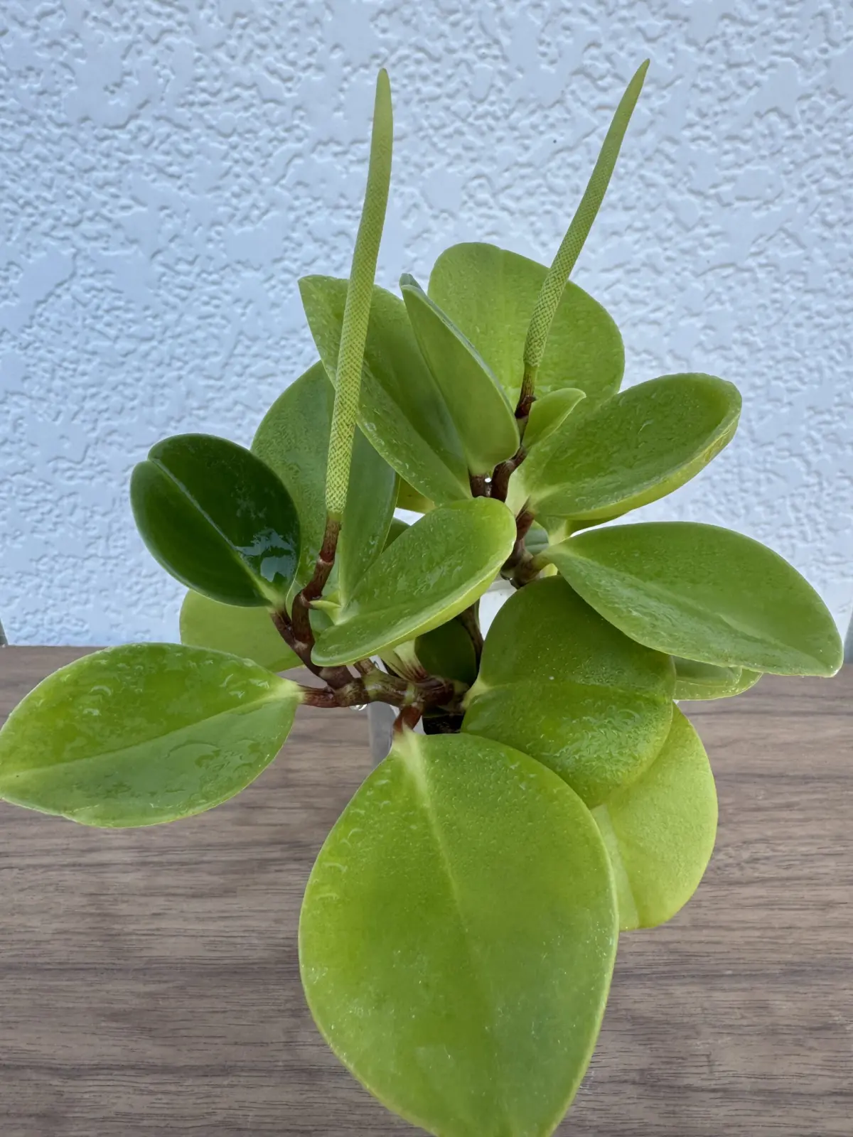 ペペロミア　花　100均