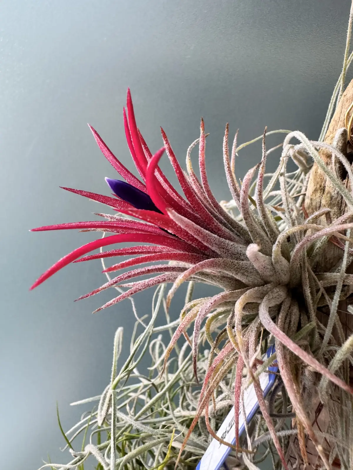 ティランジア　イオナンタ　白雪姫　蕾