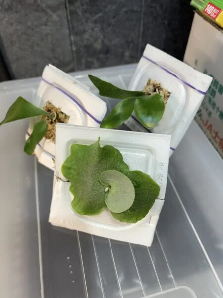 ビカクシダ #納豆パック1