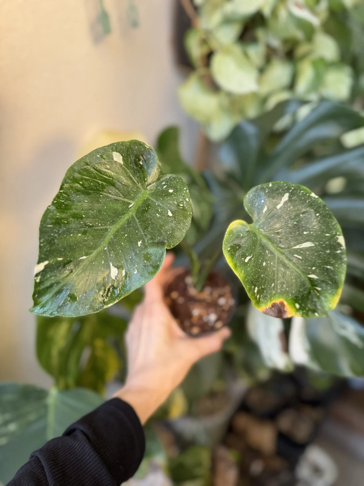 モンステラ デリシオーサ タイコンステレーション フィッシュボーン