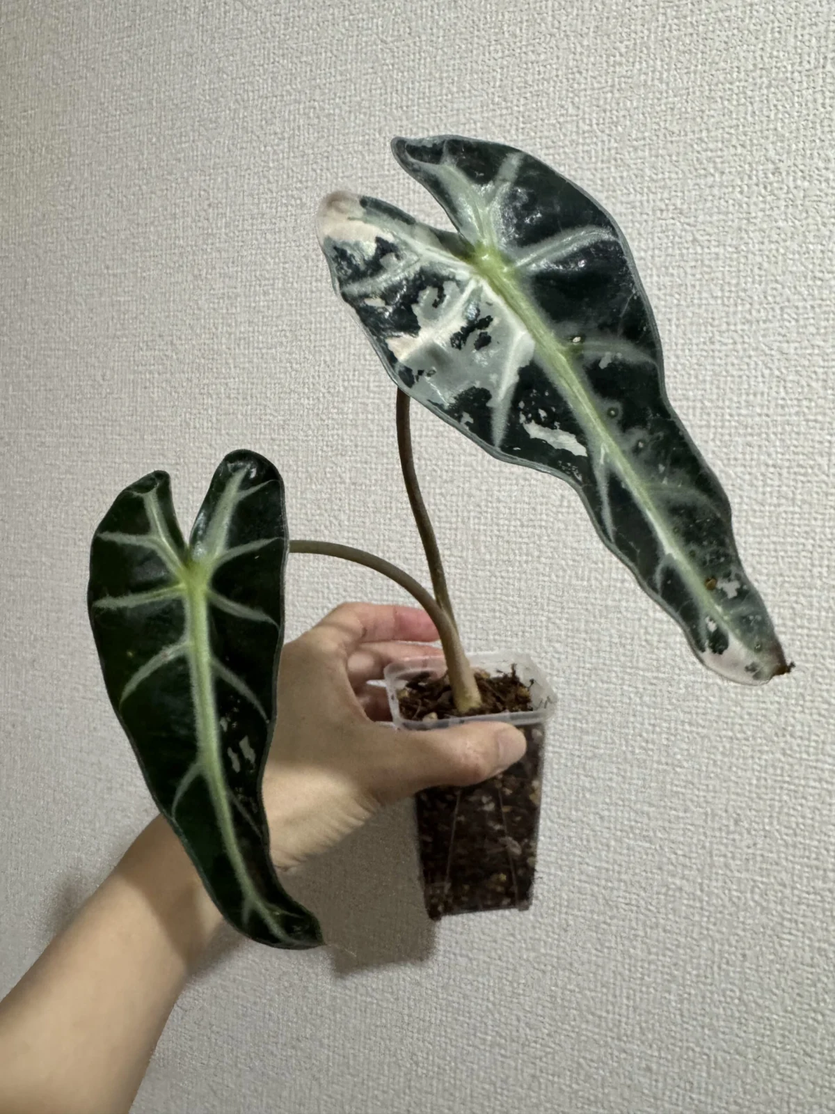 アロカシア　バンビーノ　斑入り