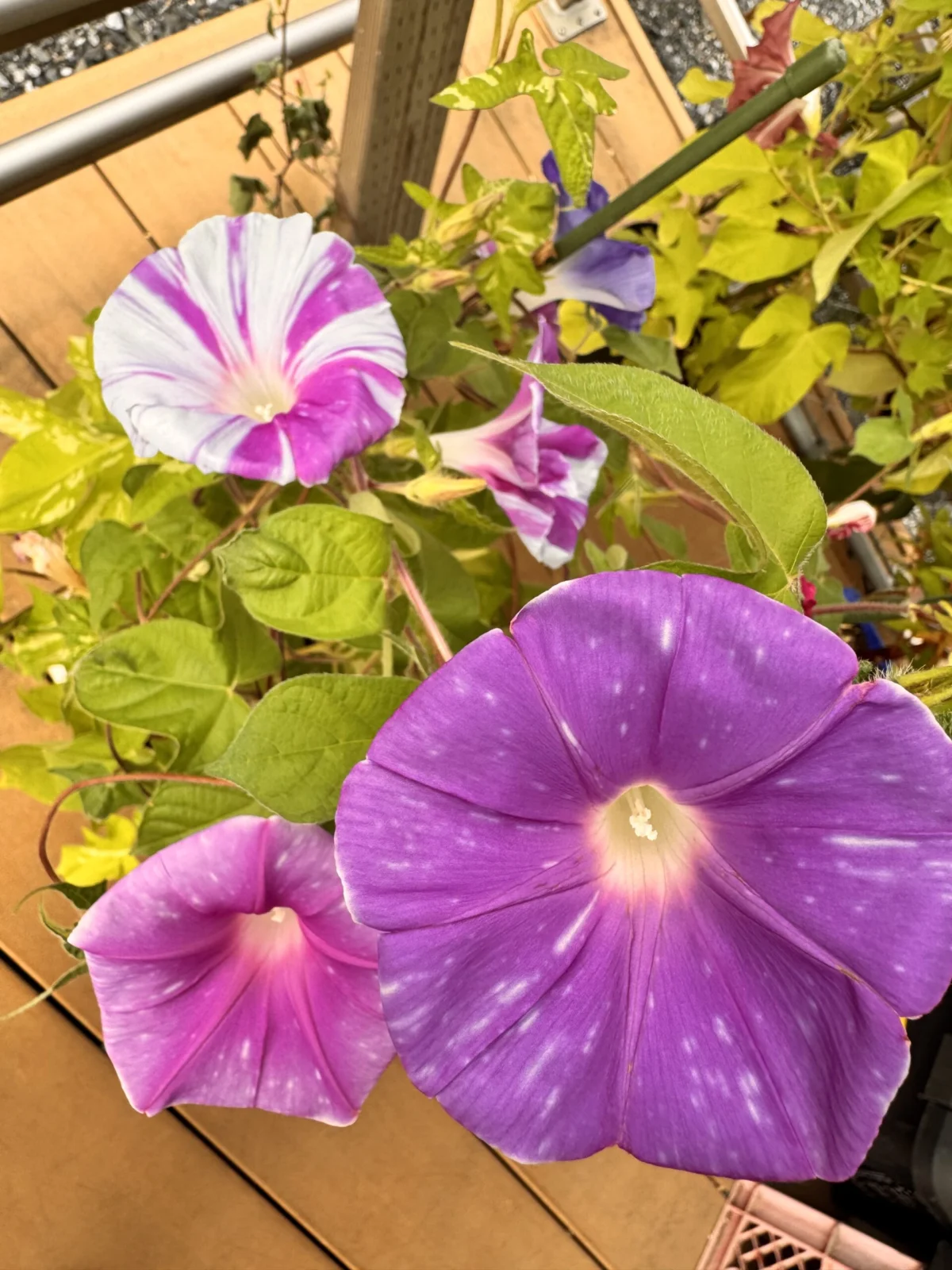朝顔　絞り咲き