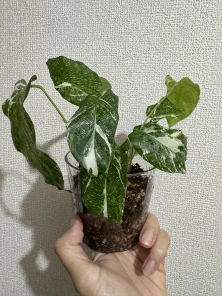 カラテア ムサイカ 斑入り