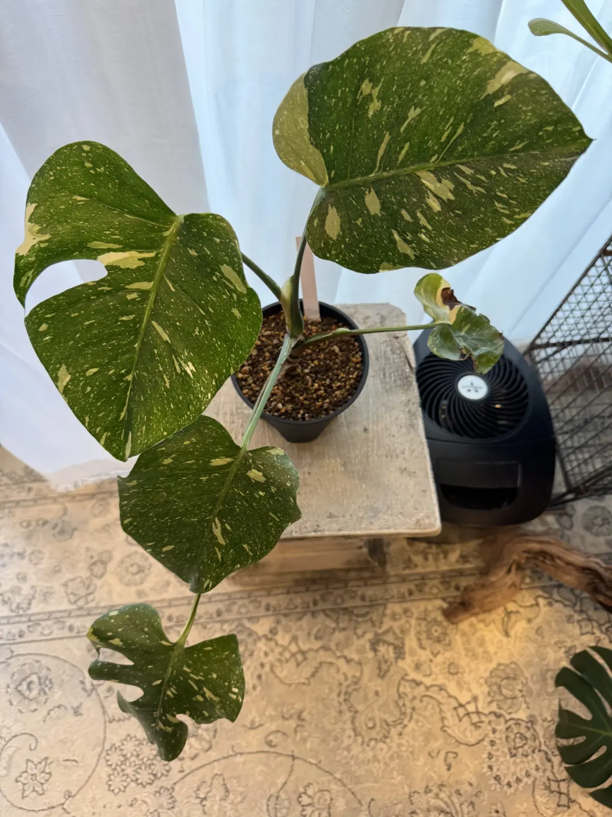 モンステラ タイコンステレーション