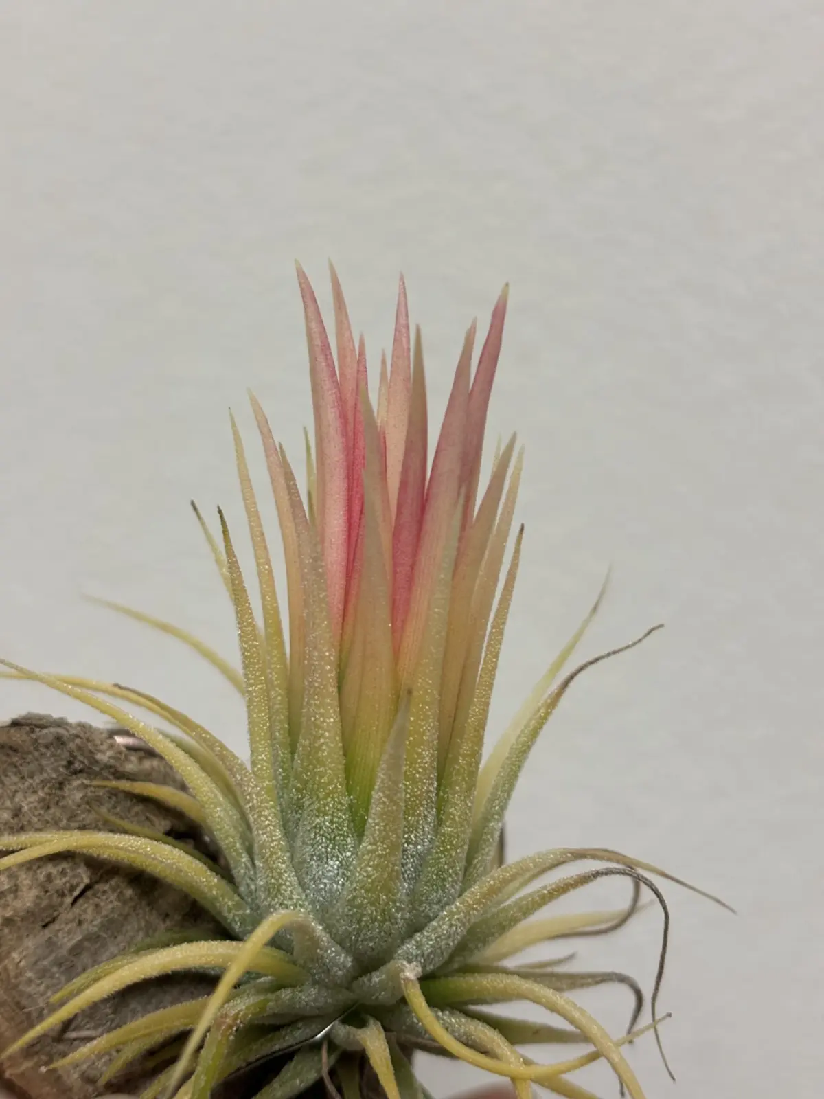 ティランジア イオナンタ フエゴイエロー