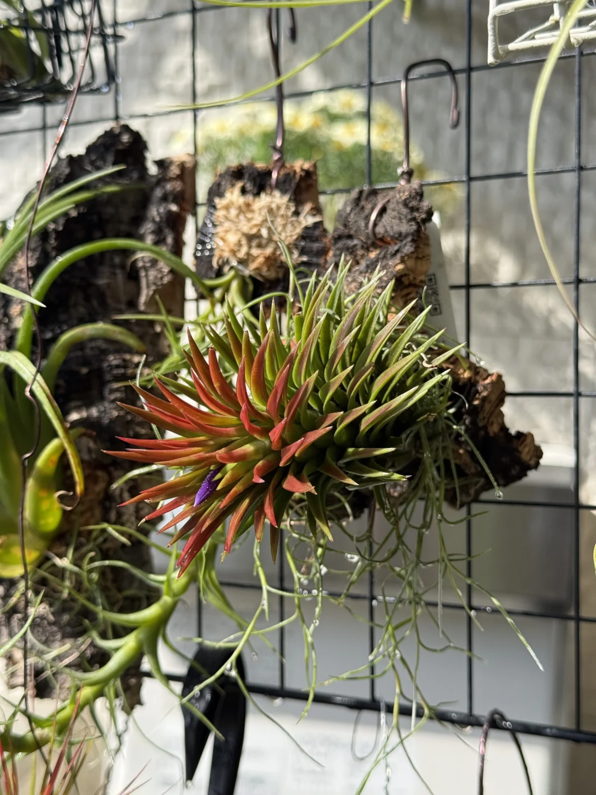 ティランジア イオナンタ シックリーフ