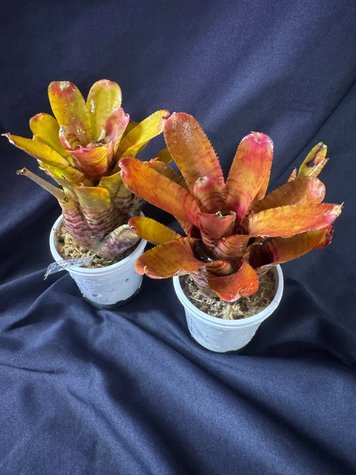 ネオレゲリア　プンクターテ×バイラドラ　螺旋　＃1 ＃2