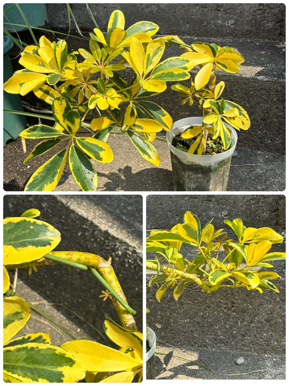 シェフレラ　ハッピーイエロー