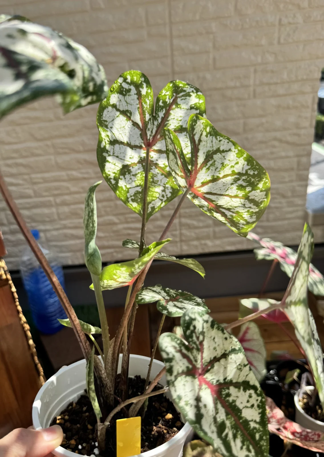 カラジウム　カルーセル　花芽