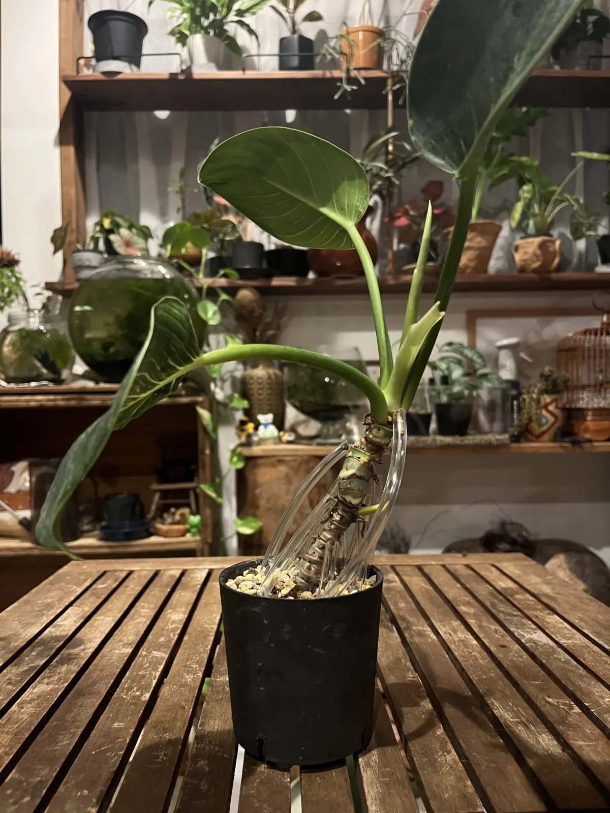 フィロデンドロン　バーキン　パルテノン仕立て