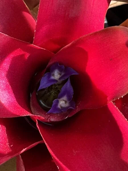 ネオレゲリア ファイヤーボール 花