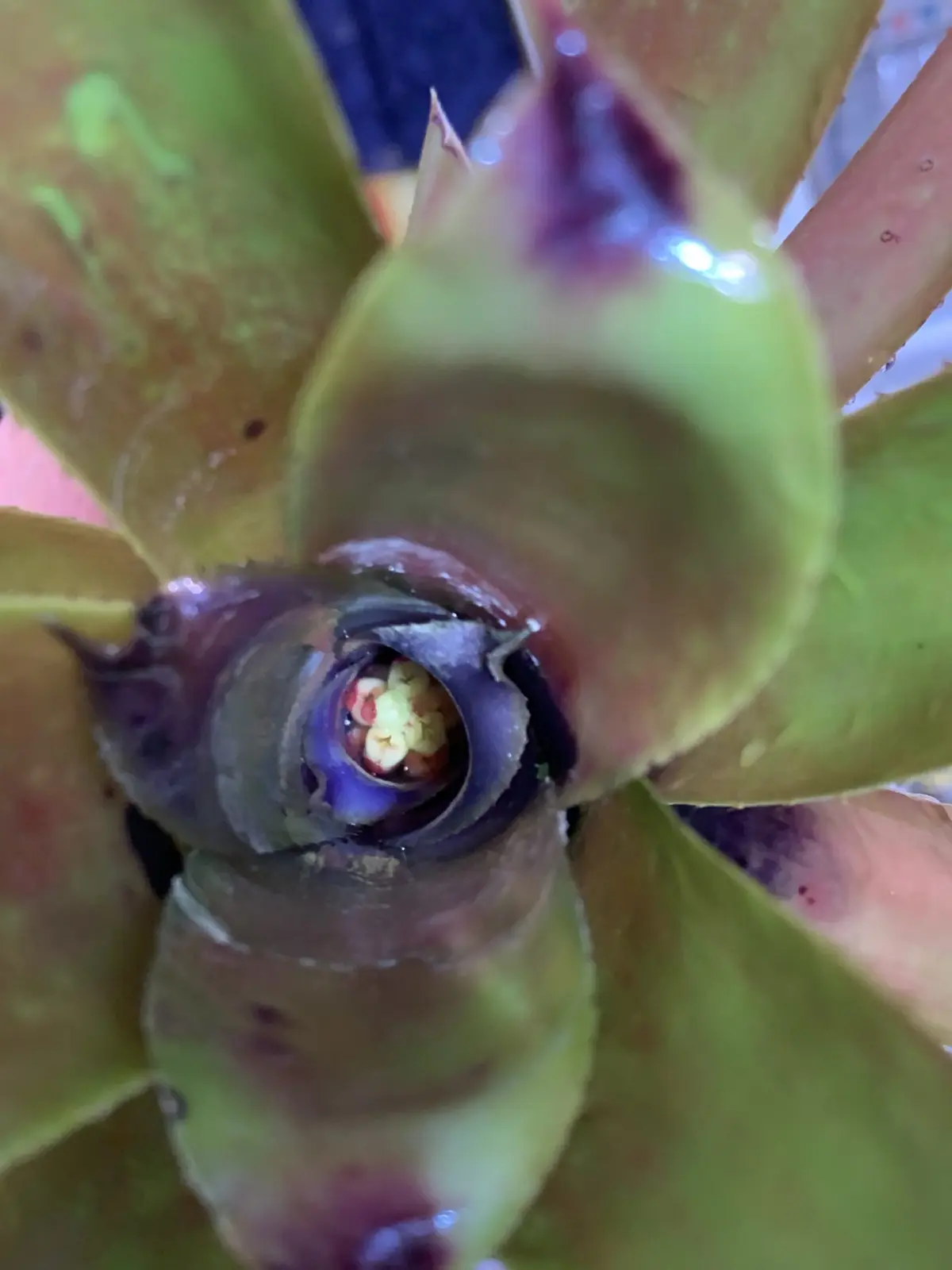 エクメア　ブルートゥース