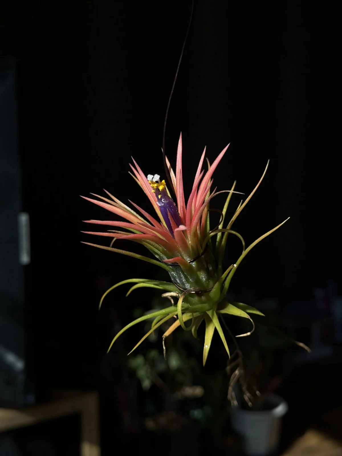 ティランジア イオナンタ セレクタ