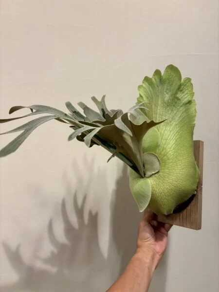 ビカクシダ　ジョー
