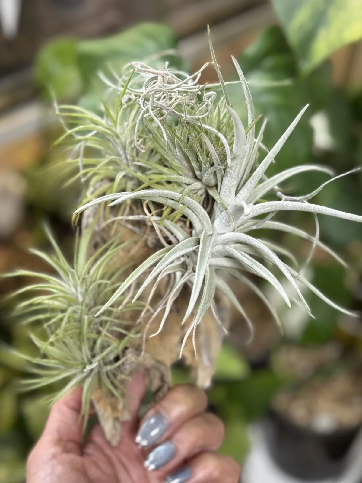 ダイソー ティランジア