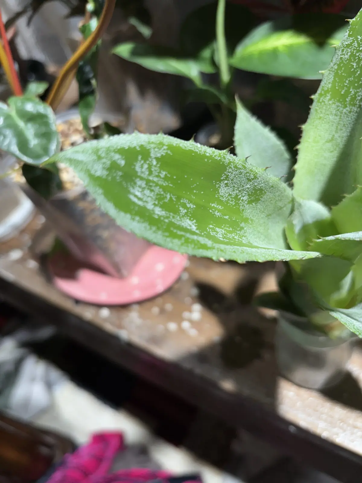 ホヘンベルギア　レオポルドホルスティー