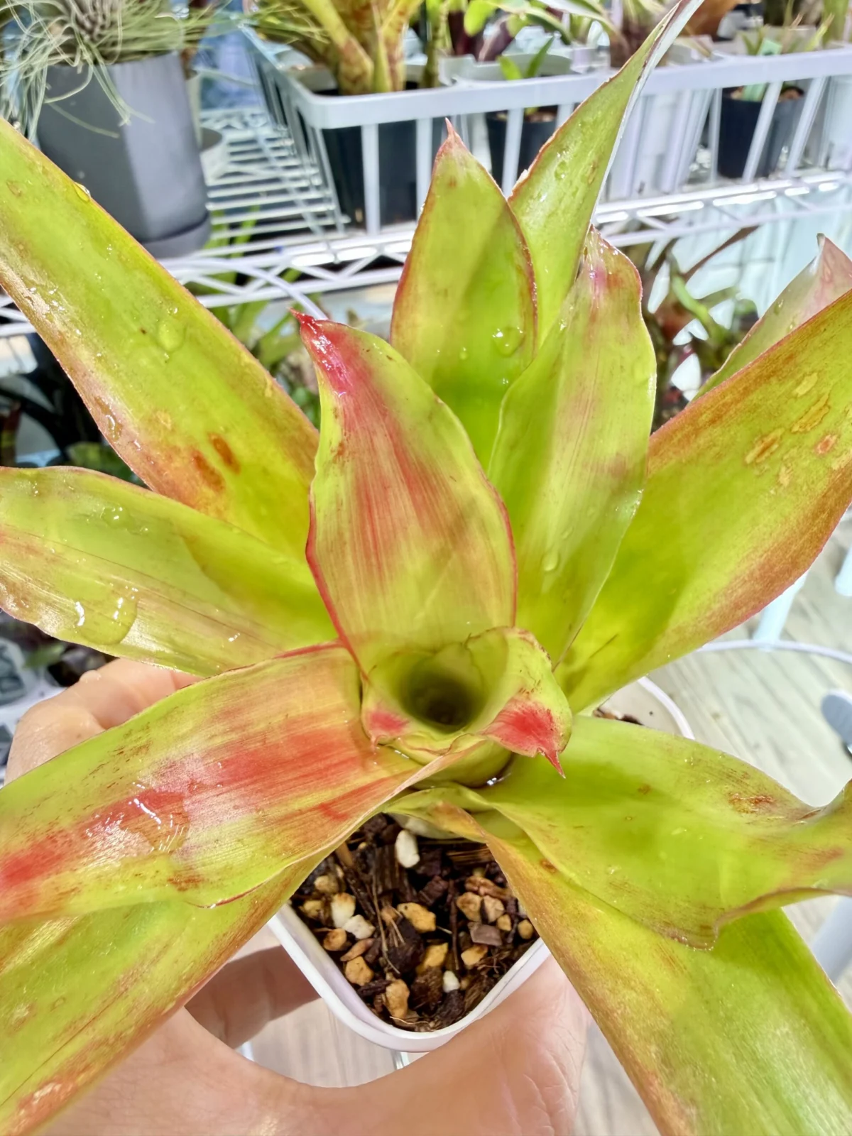 ネオレゲリア メデューサ