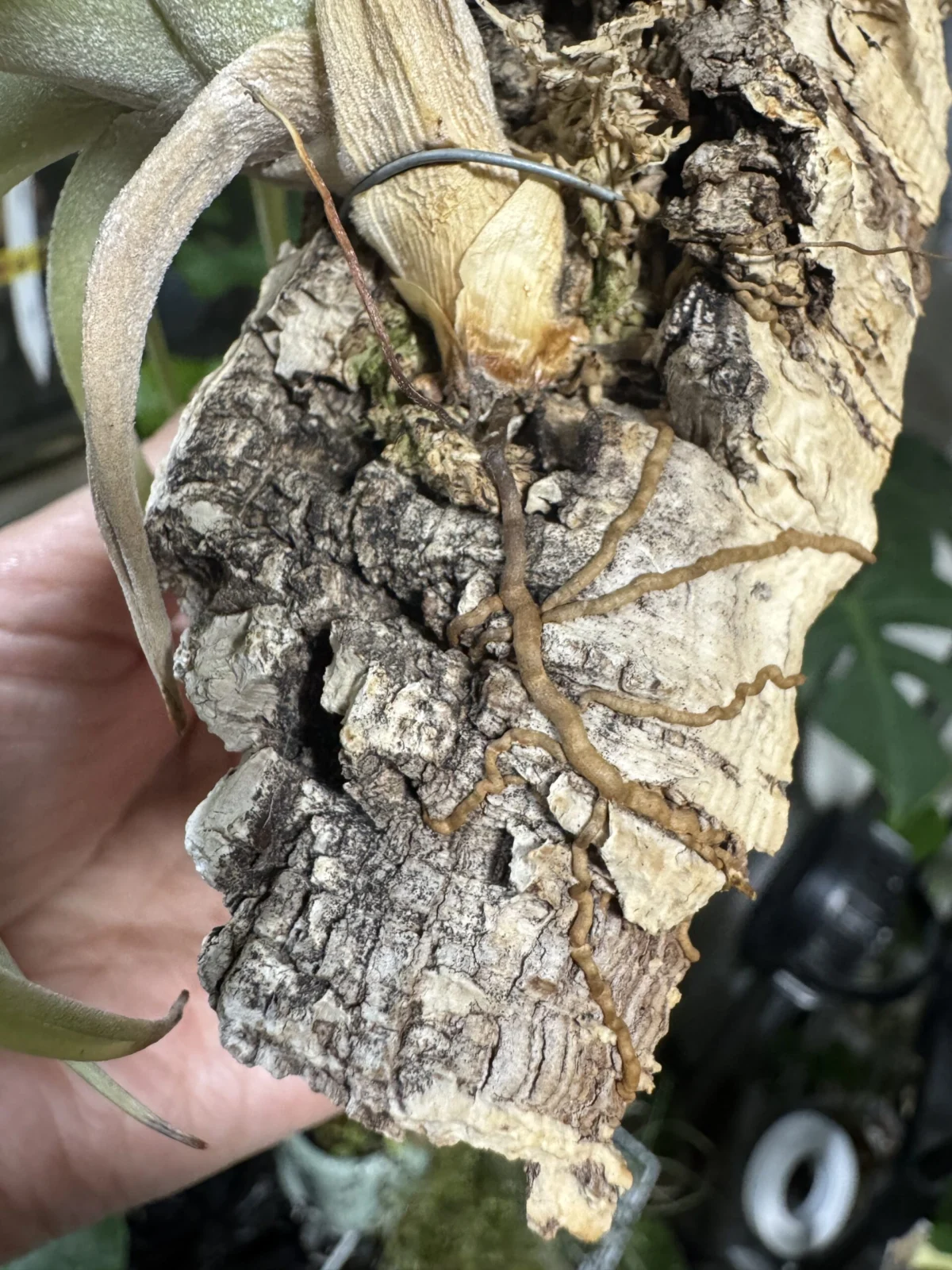 ティランジア　ふだ落ち　根