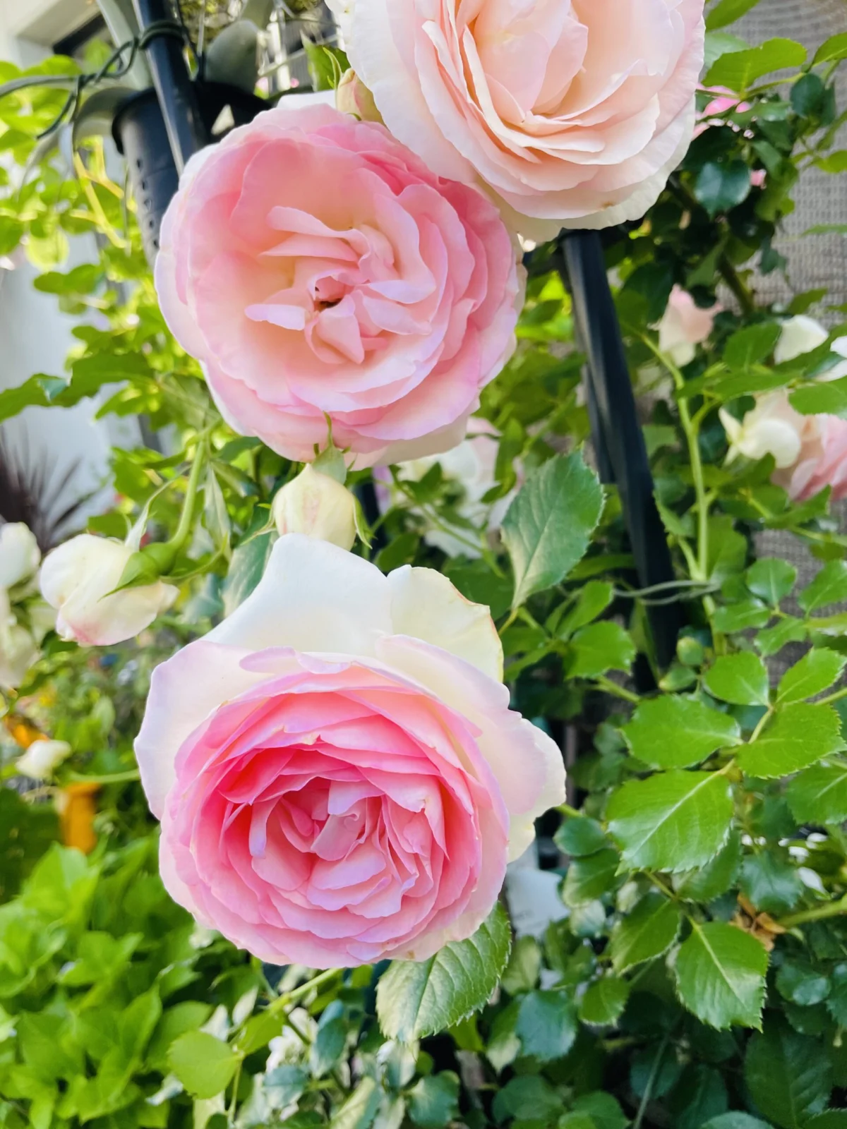 ツルバラ　ピエールドゥロンサール　開花