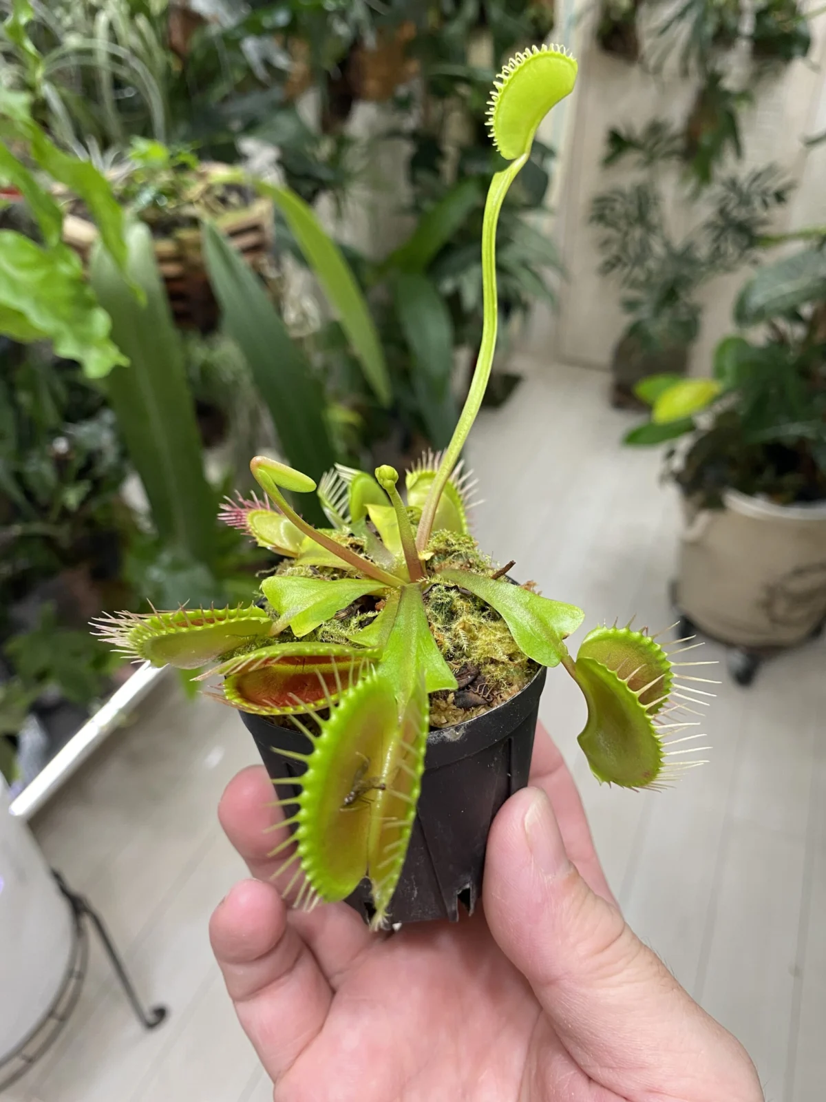 ディオネア　ホーランド