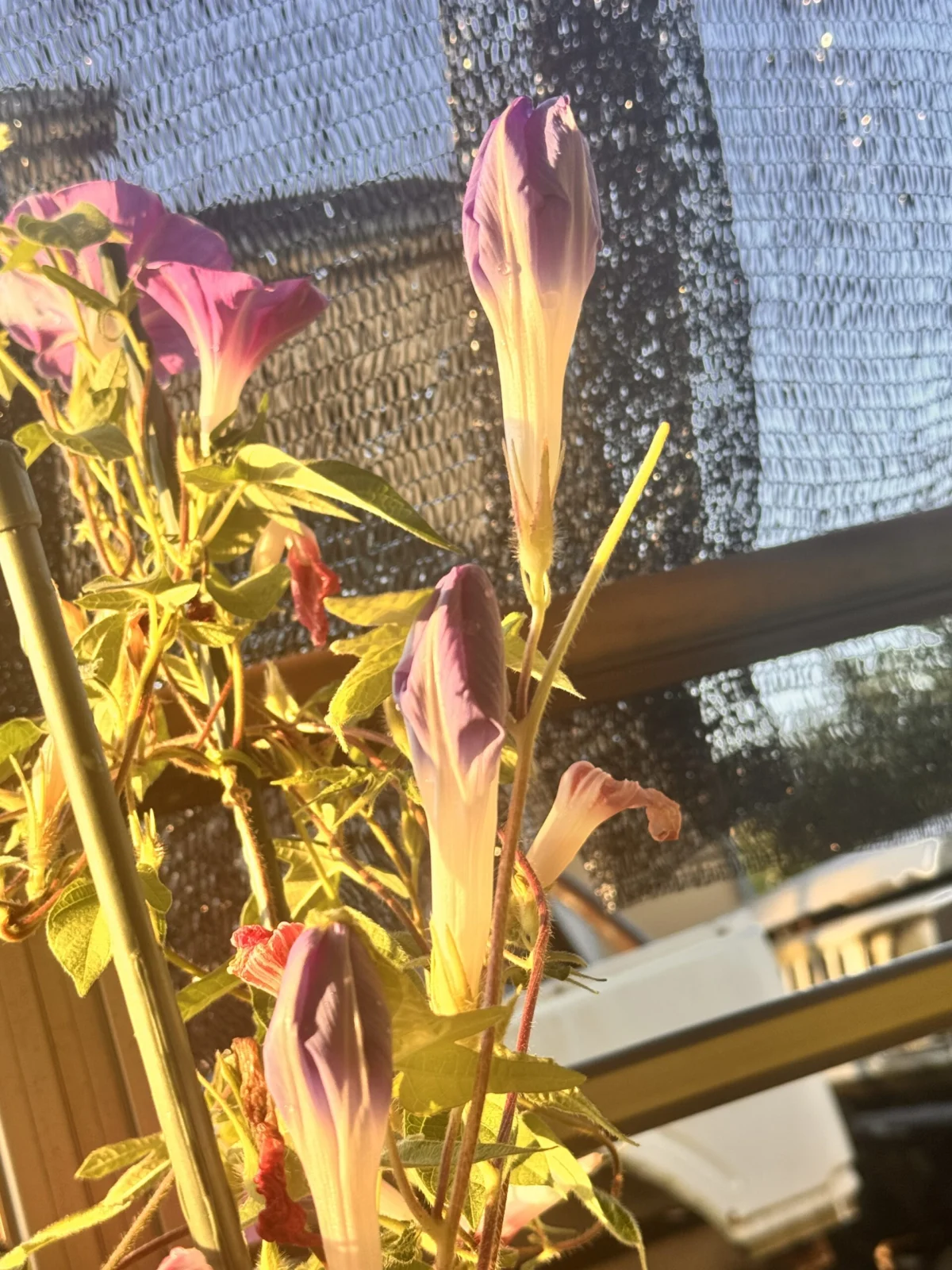 朝顔　絞り咲き　