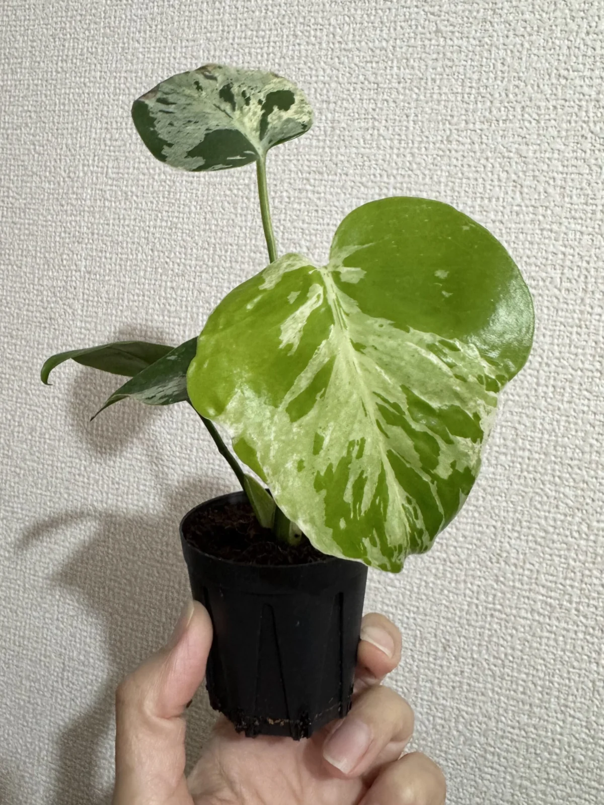 モンステラ デリシオーサ バルバソー フシギダネ