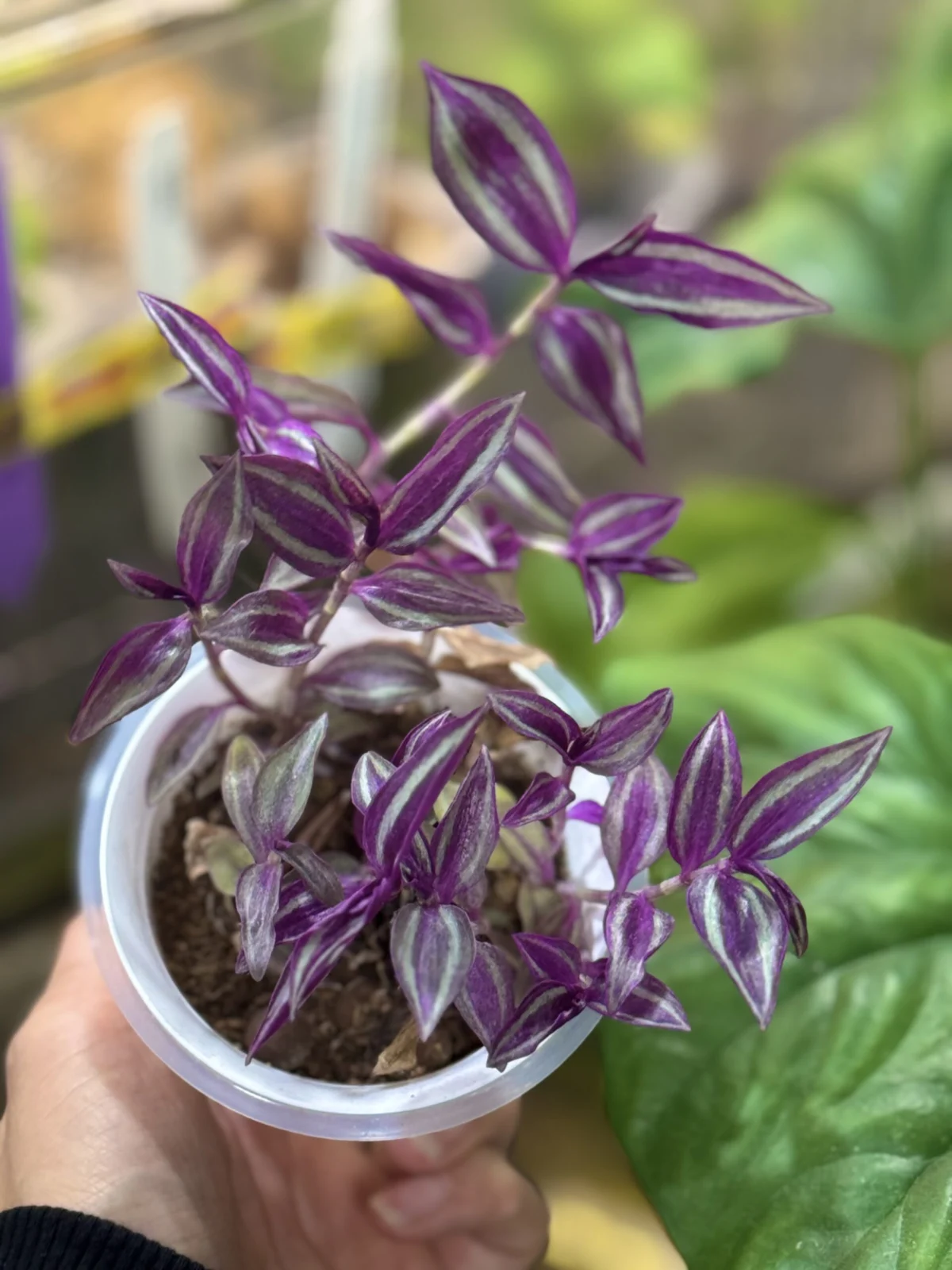 トラディスカンティア　ピンクパラダイス