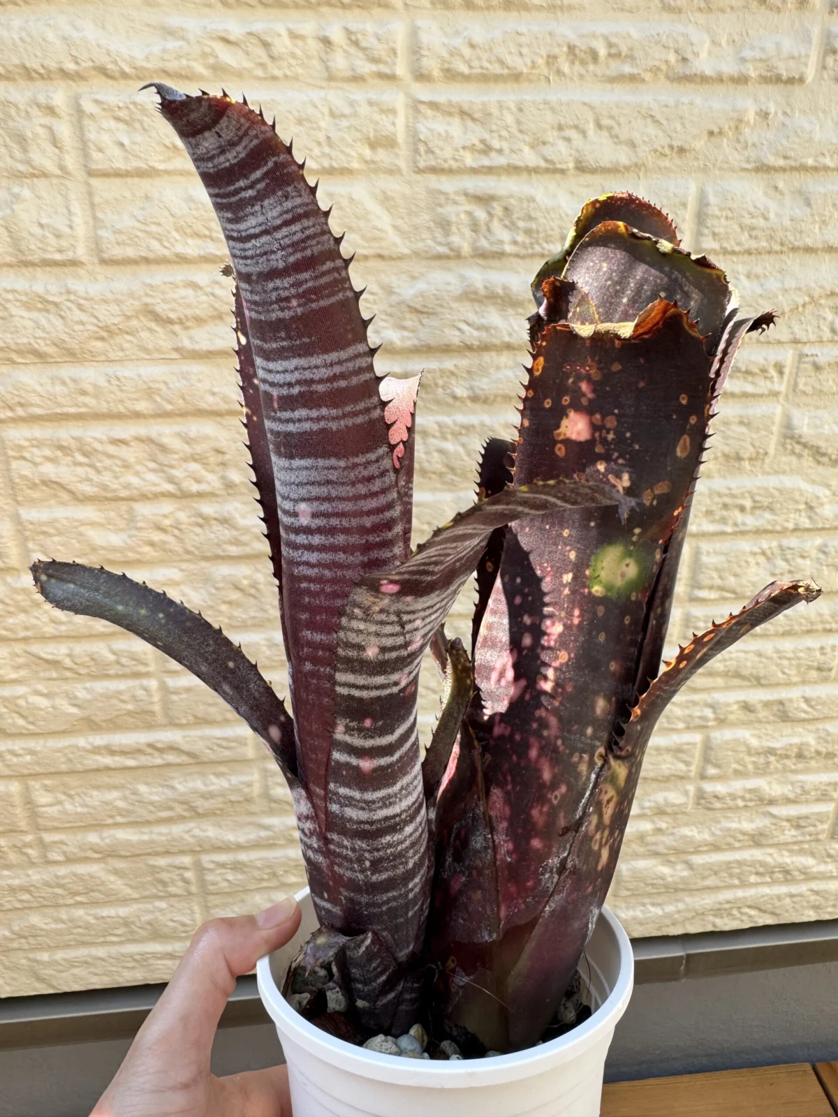 ビルベルギア　オビワン