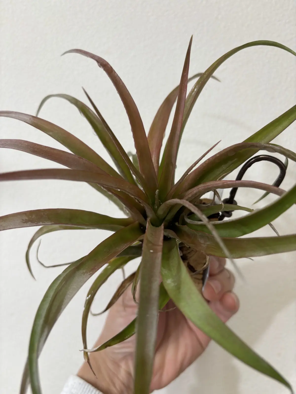 ティランジア　カピタータ　マルーン