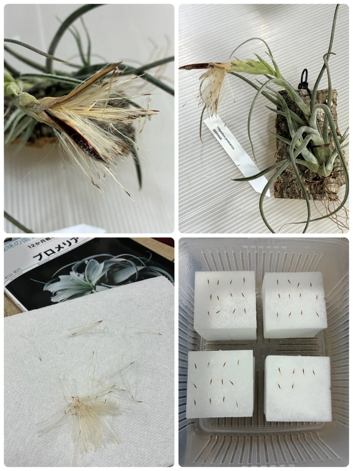 ティランジア　プルイナリザ