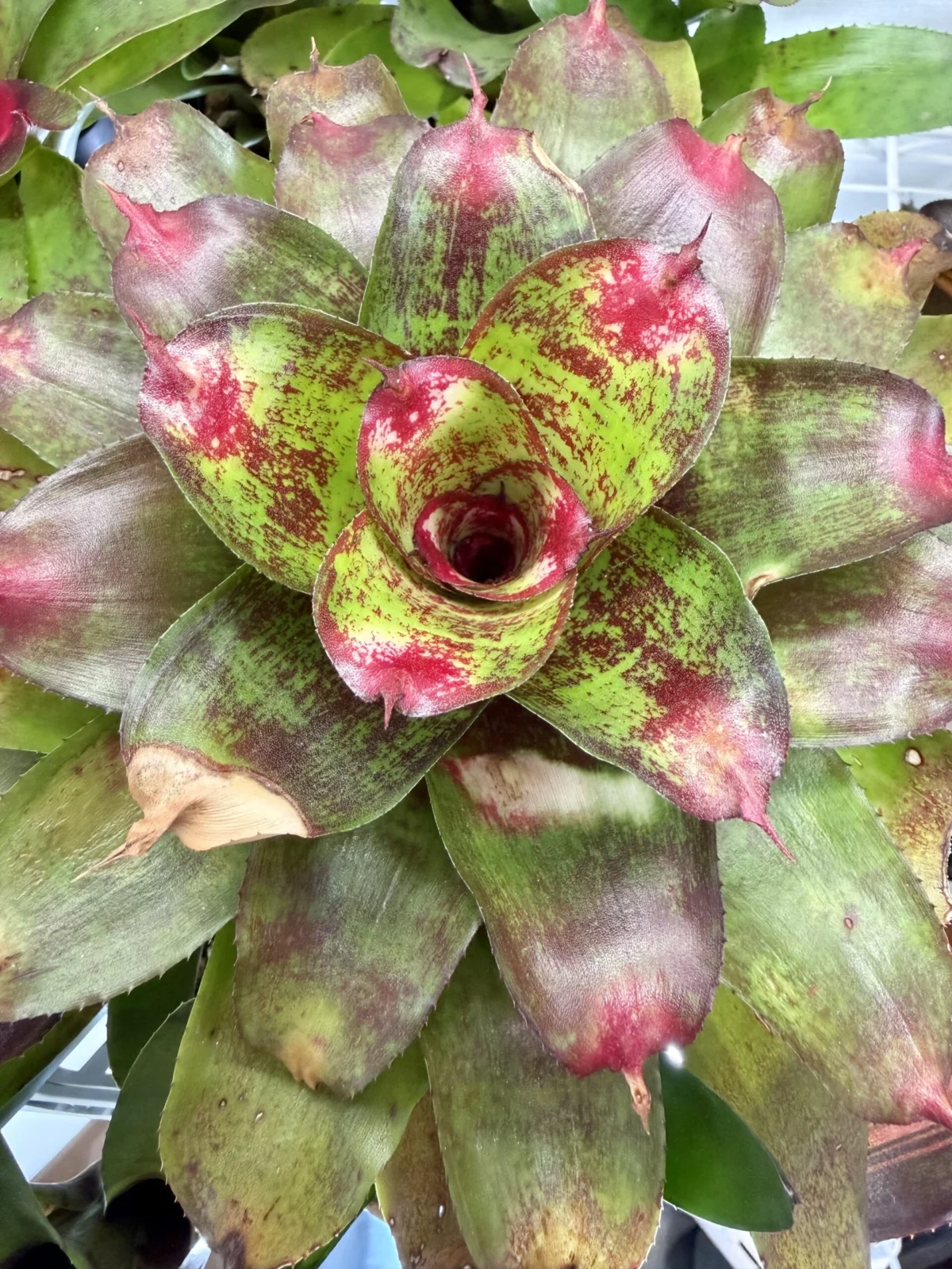 ネオレゲリア　ジェイエスレッド　コンパクト