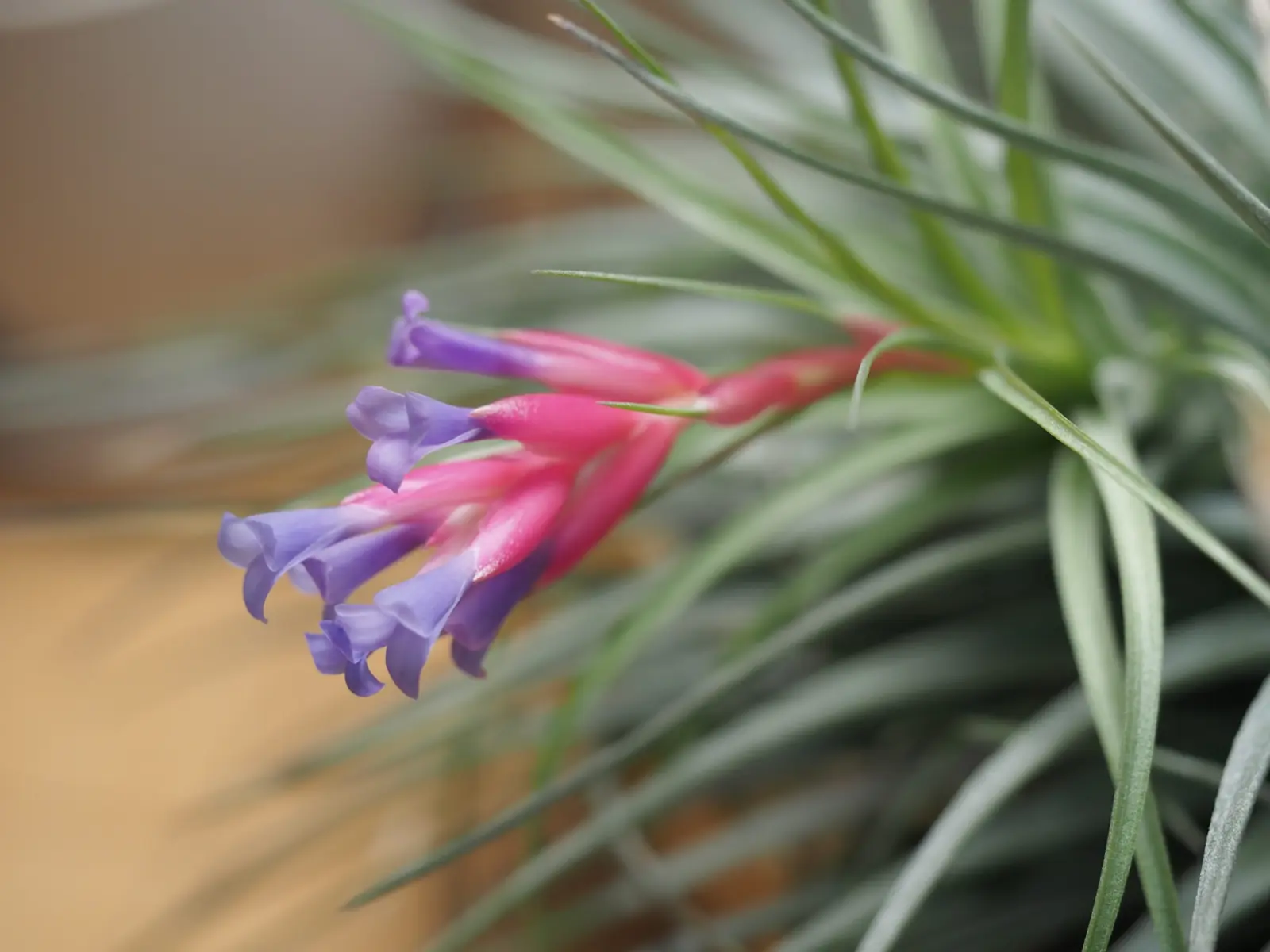 ティランジア メテオーロロサ 花