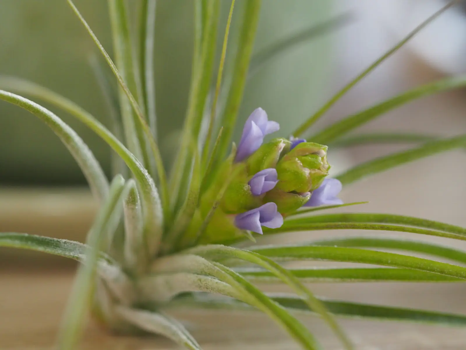 ティランジア ストリクタ グリーン&ピンク 花