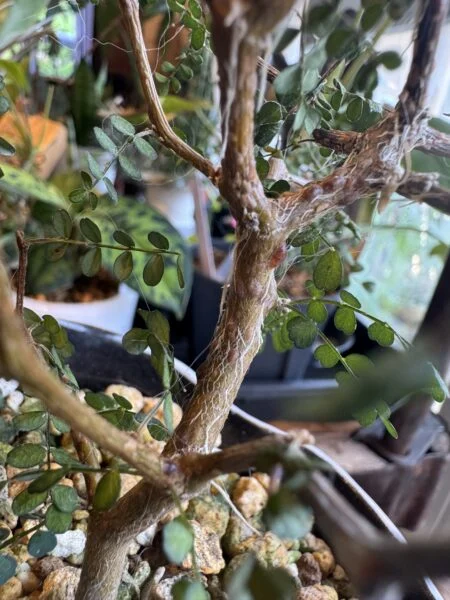 ソフォラ　リトルベイビー　カイガラムシ　害虫