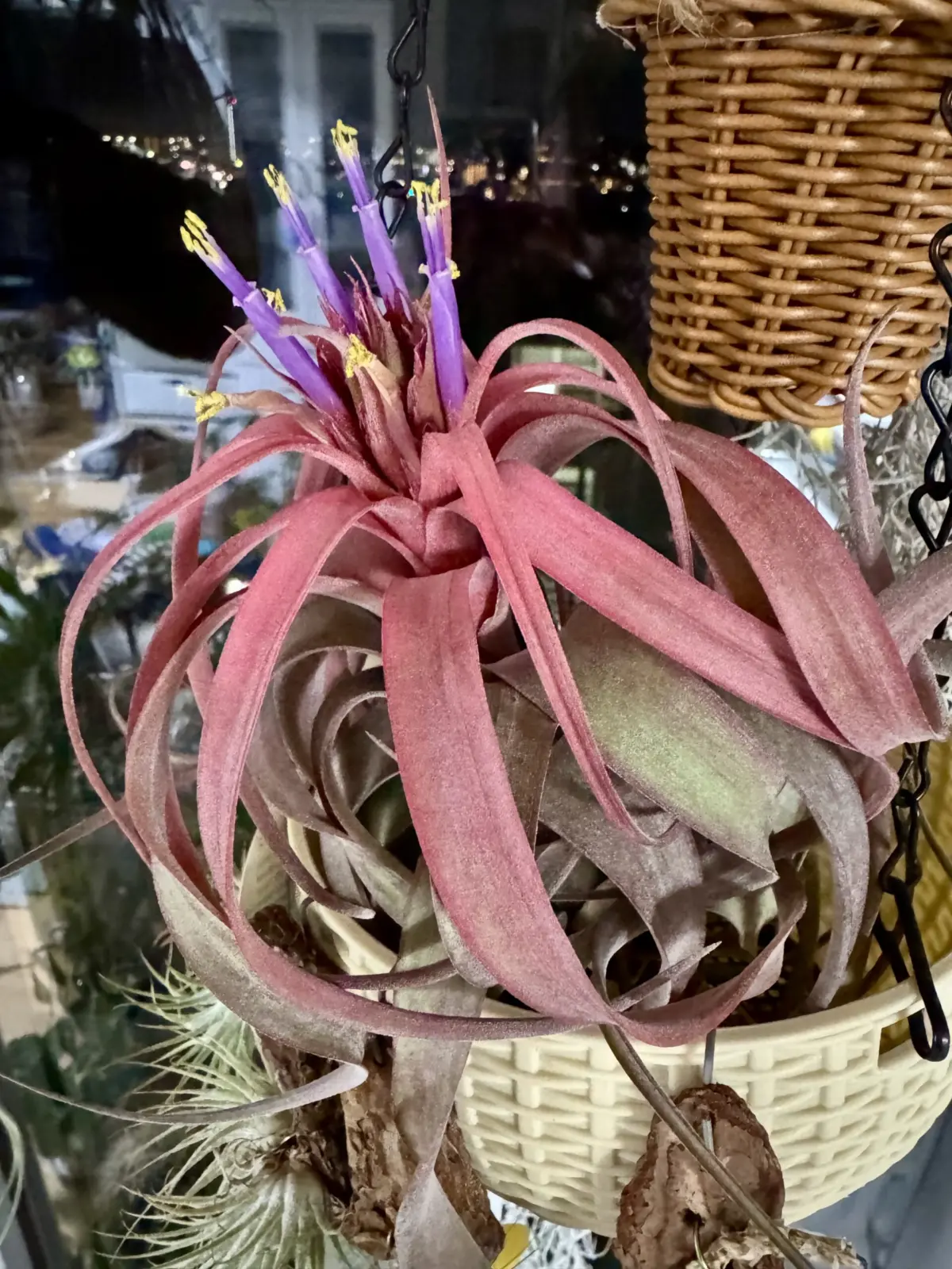 ティランジア エリックノブロック