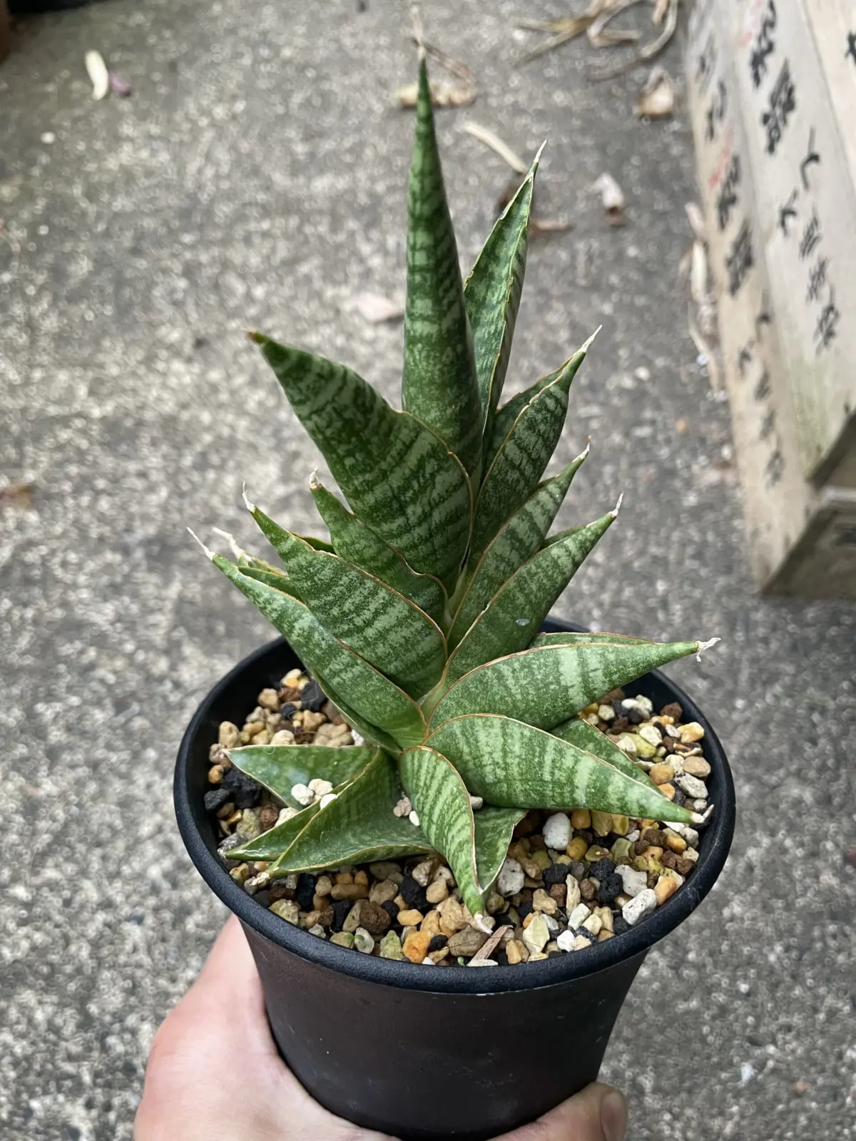 サンセベリア　シンドロ