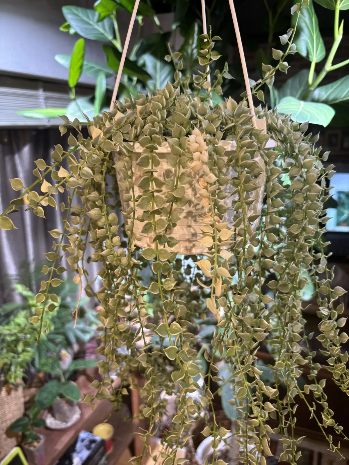 ディスキディア