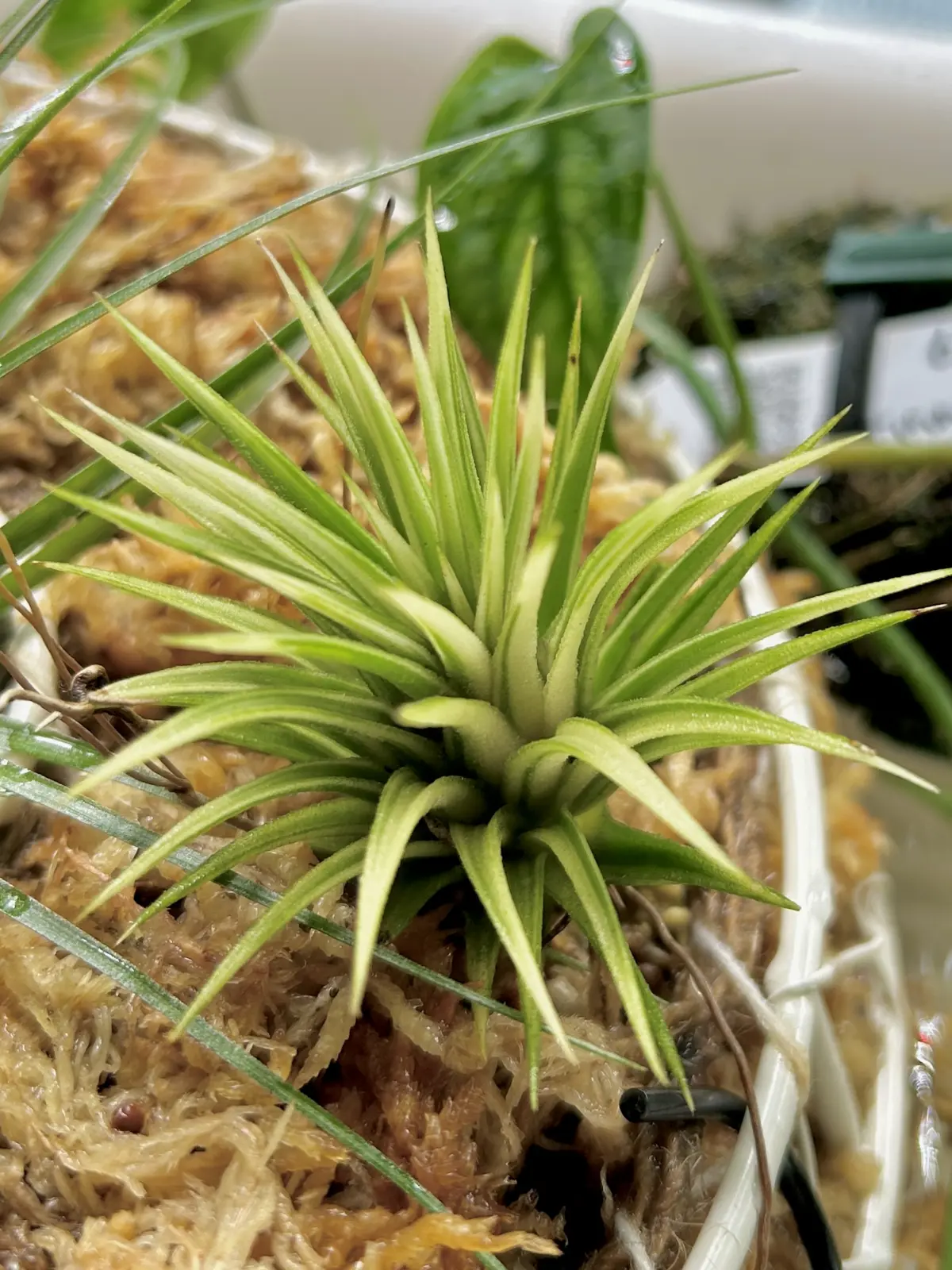 ティランジア　アルボマルギナータ