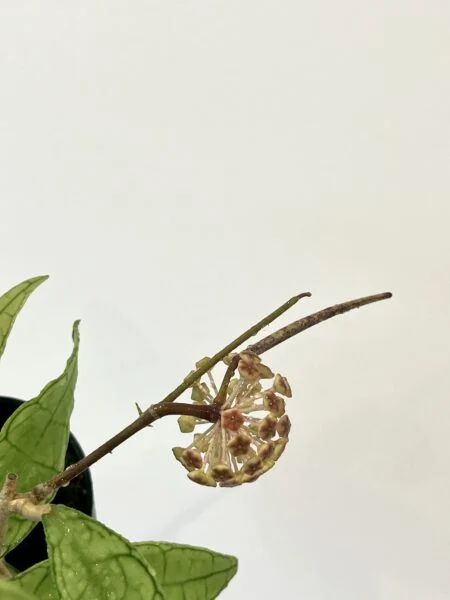 ホヤ　フィンレイソニー　花　種子　新芽