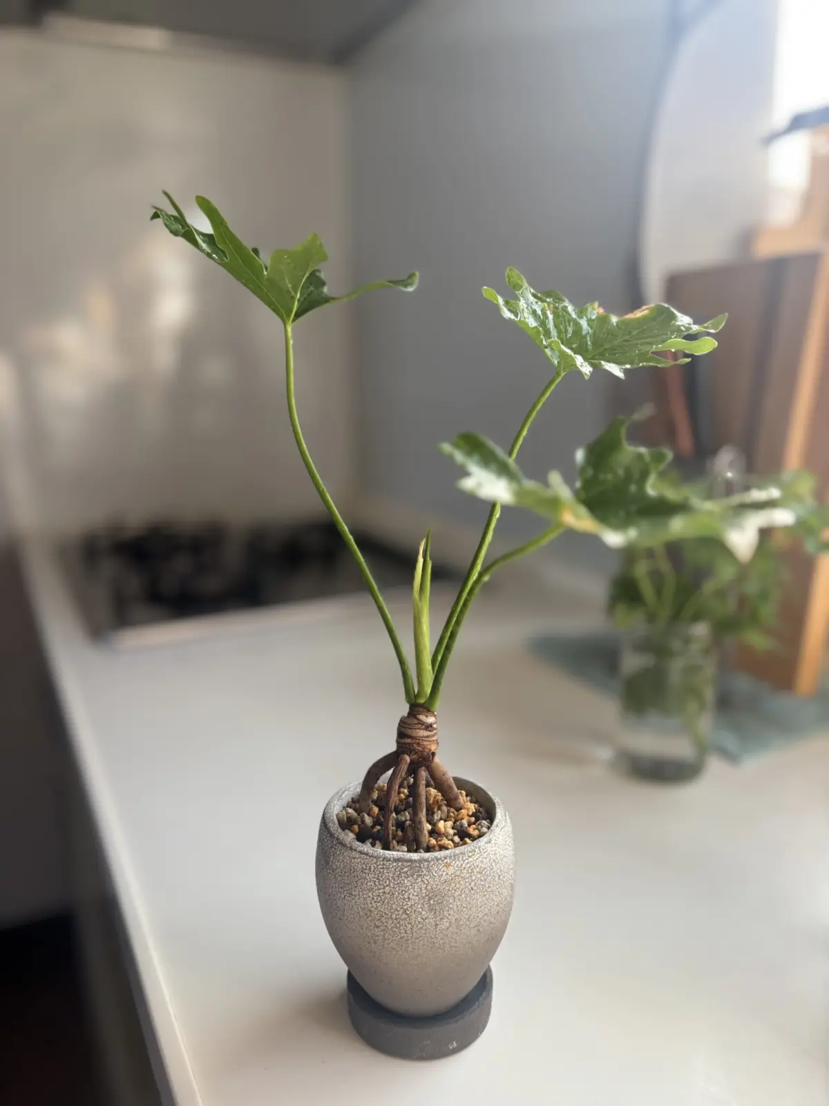 フィロデンドロン　根上がりセローム