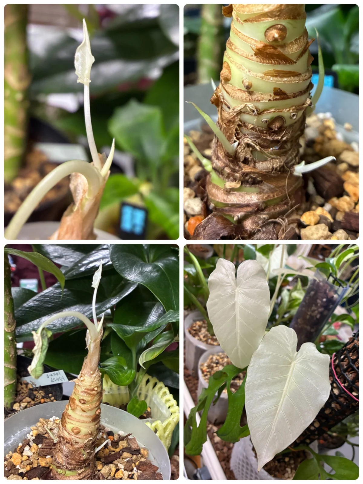 アロカシア　オドラバリエガータ