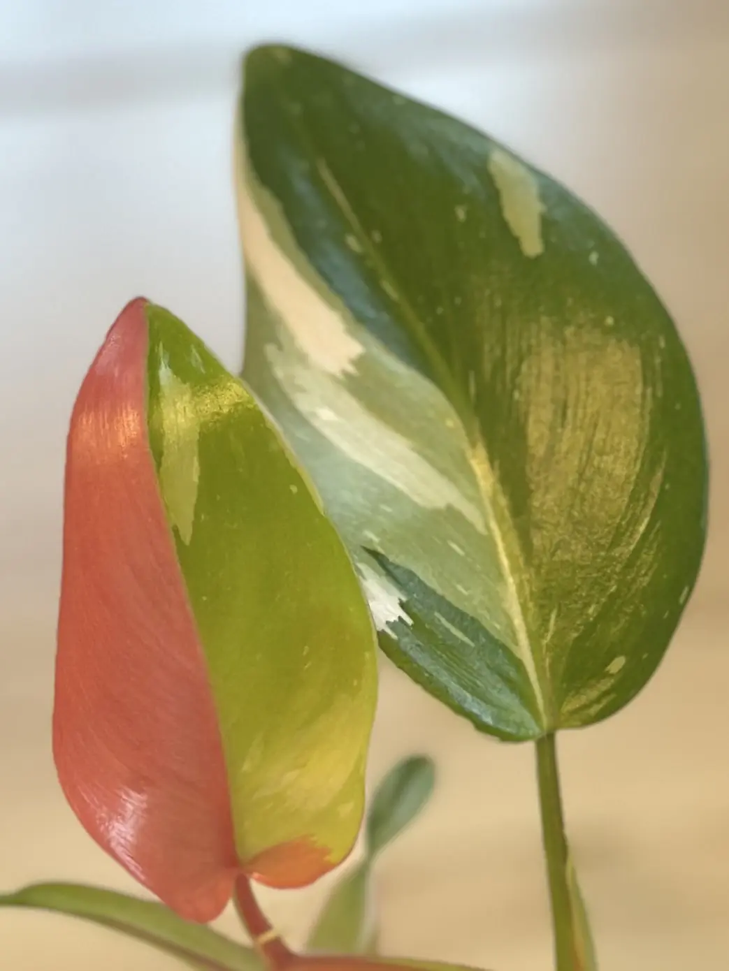 フィロデンドロン　ホワイトプリンセス