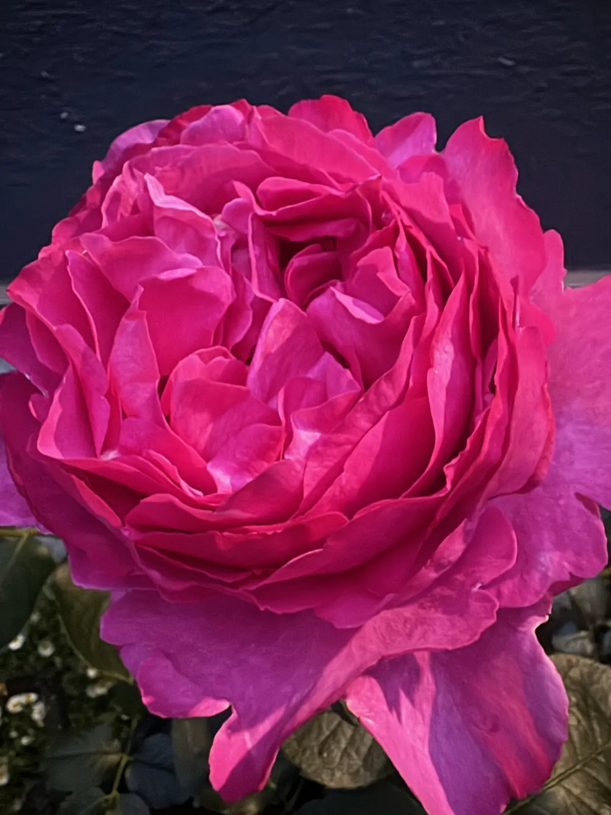 バラ　イブ ピアッチェ　花