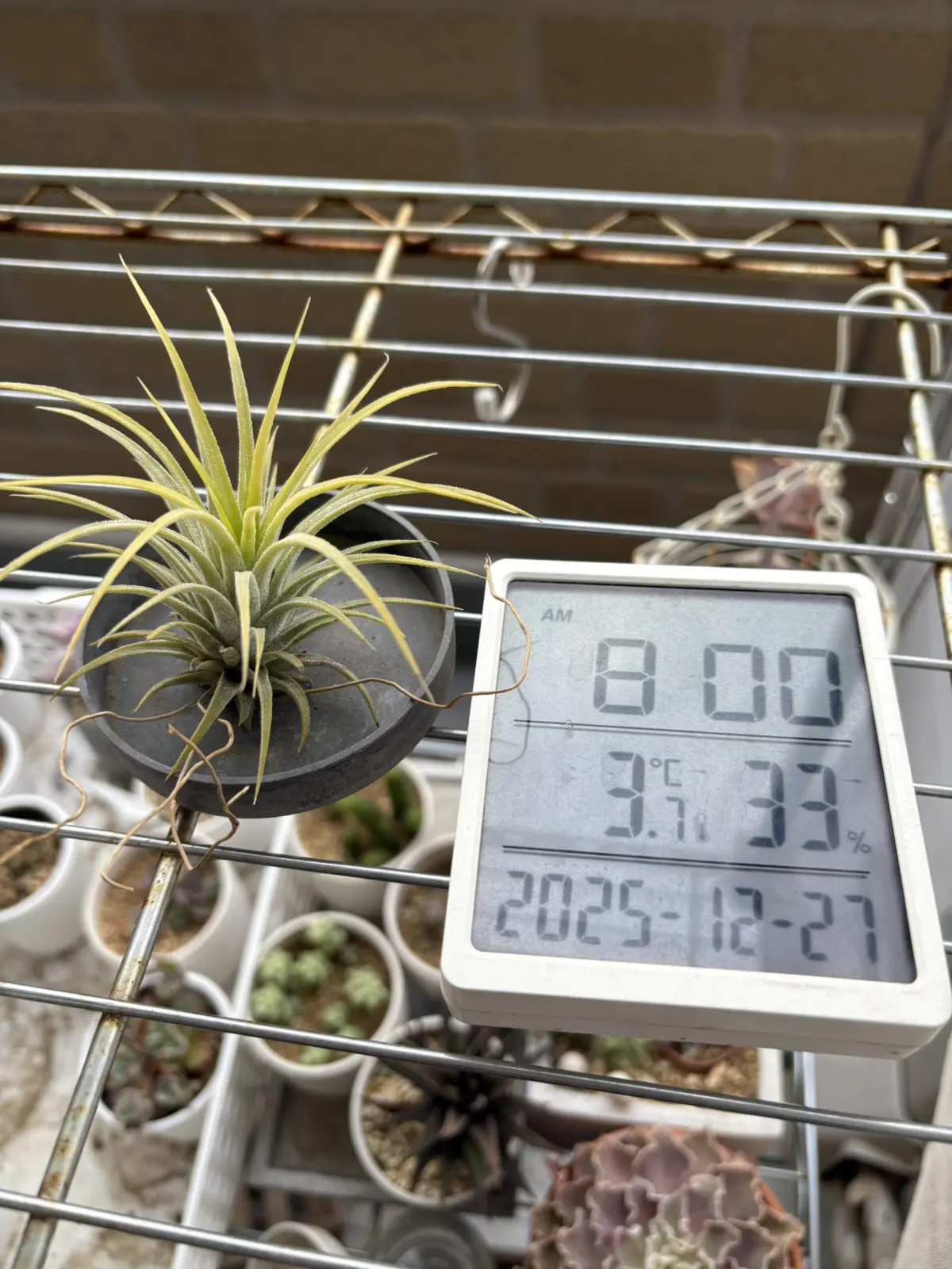 ティランジア イオナンタ 100均 耐寒試験